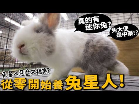 兔子飼養空間|【兔子飼養指南懶人包】